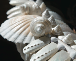 Constance lanxade
couturière de coquillages
