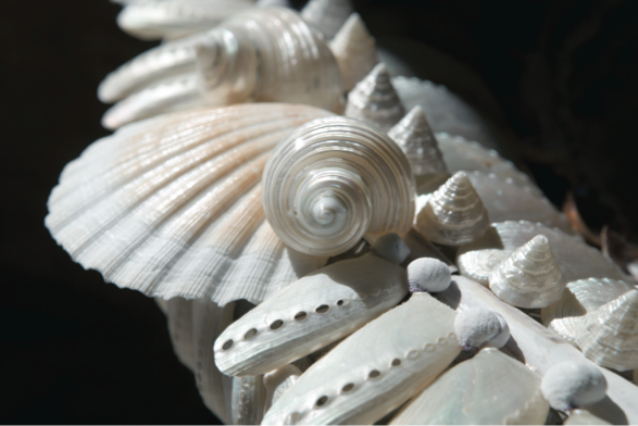 Constance lanxade
couturière de coquillages